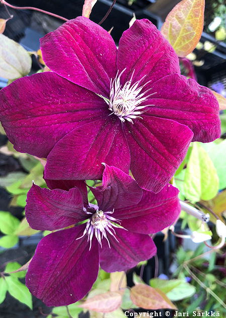 Clematis 'Rouge Cardinal'